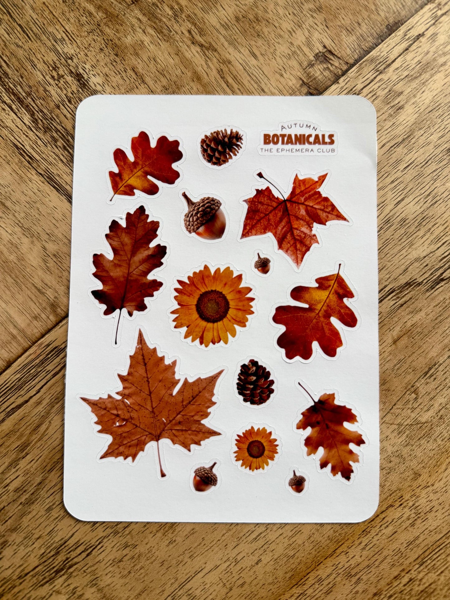 Autumn Botanical Sticker Sheet – Fall Leaves, Acorns & Pinecones Stickers for Scrapbooking, Journaling, Planners